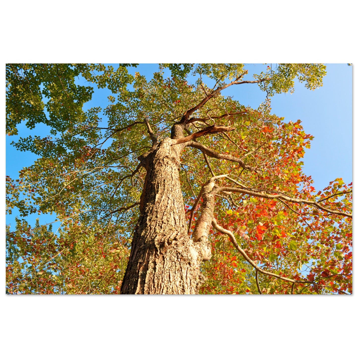 Autumn Leaves - Premium Matte Paper Poster