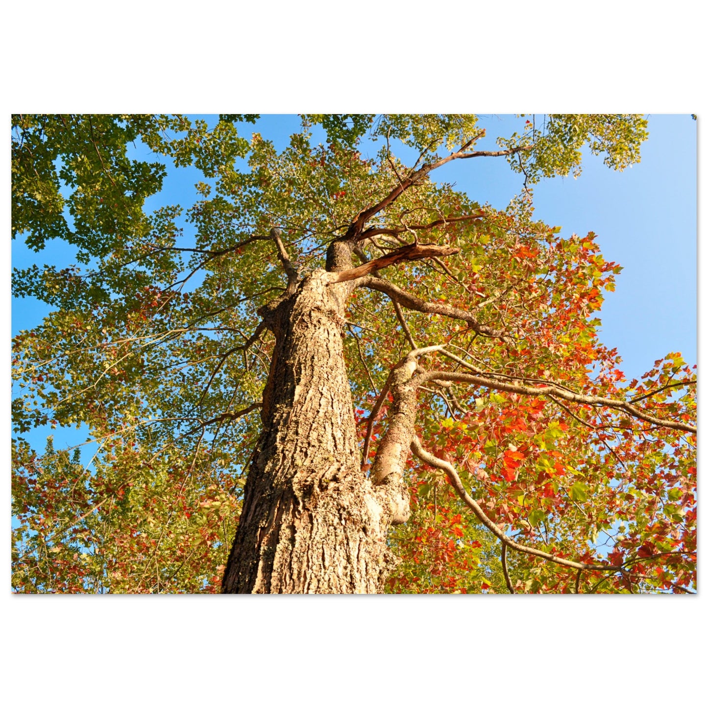 Autumn Leaves - Premium Matte Paper Poster