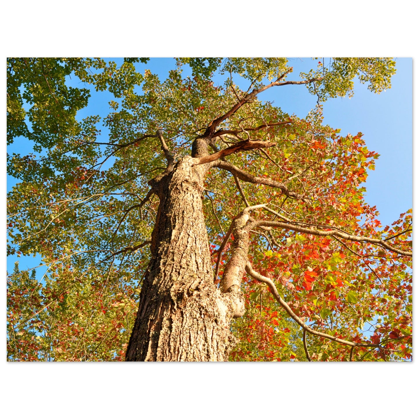 Autumn Leaves - Premium Matte Paper Poster