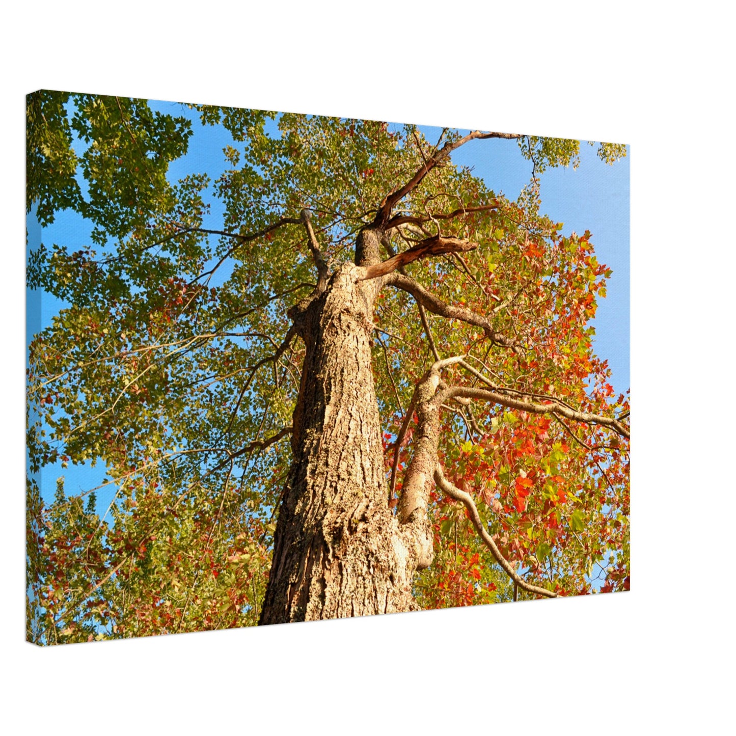 Autumn Leaves - Canvas