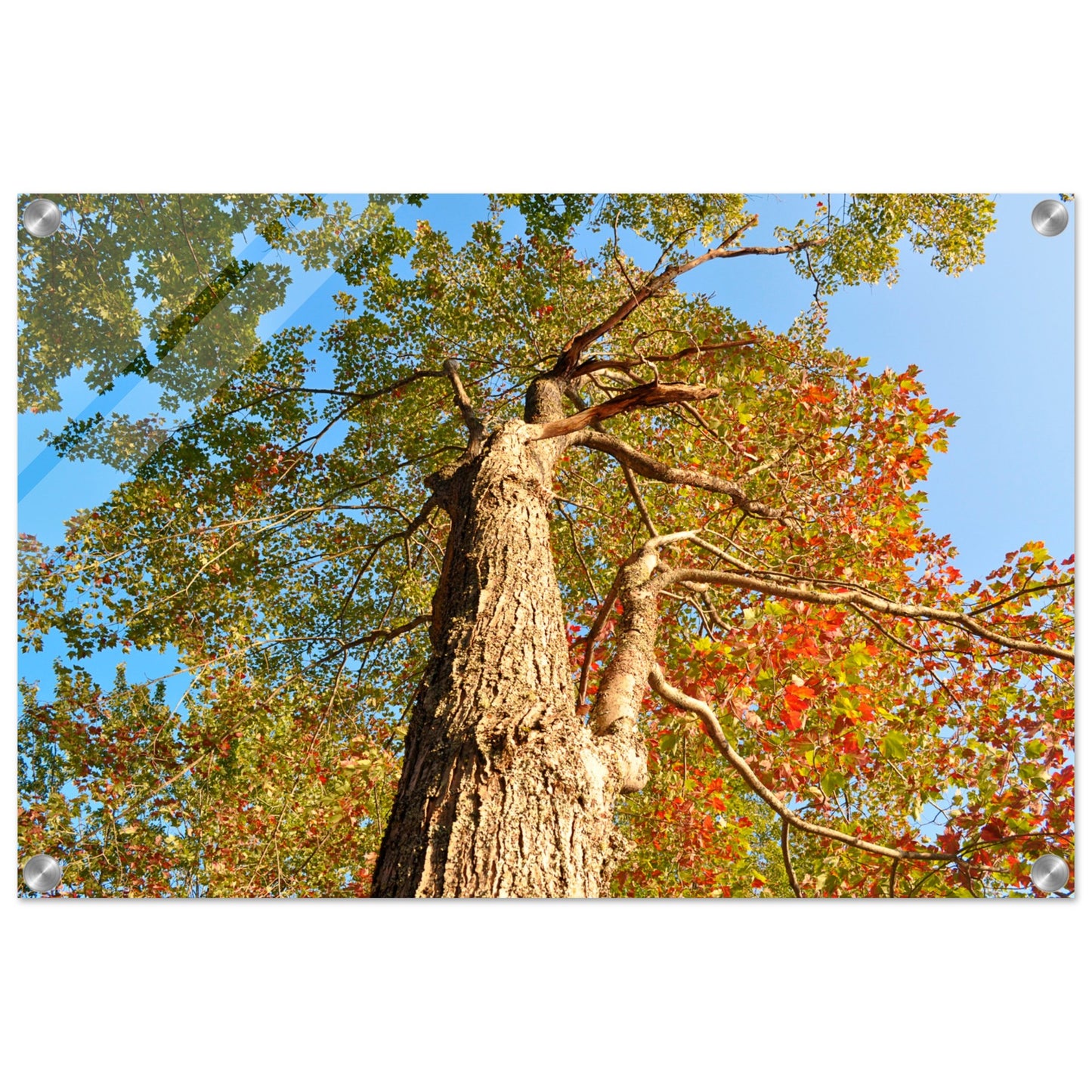 Autumn Leaves - Acrylic Print