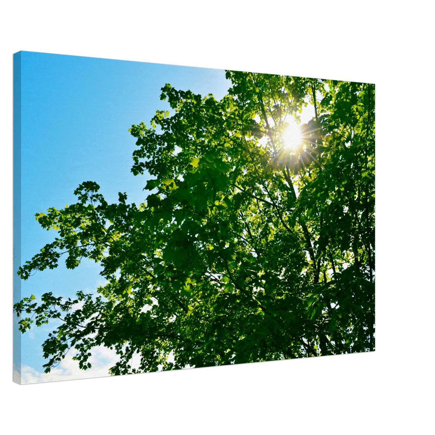 Sun-rays Through The Leaves - Canvas