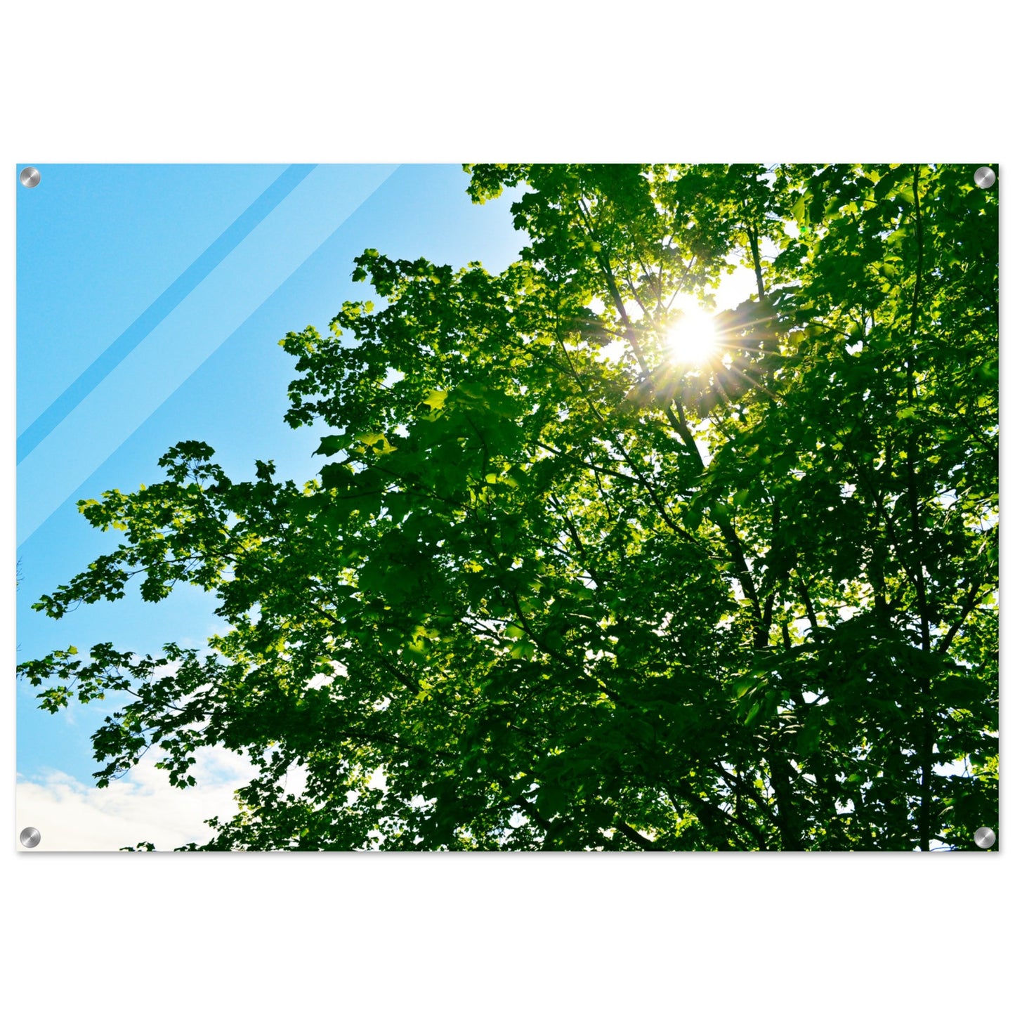 Sun-rays Through The Leaves - Acrylic Print