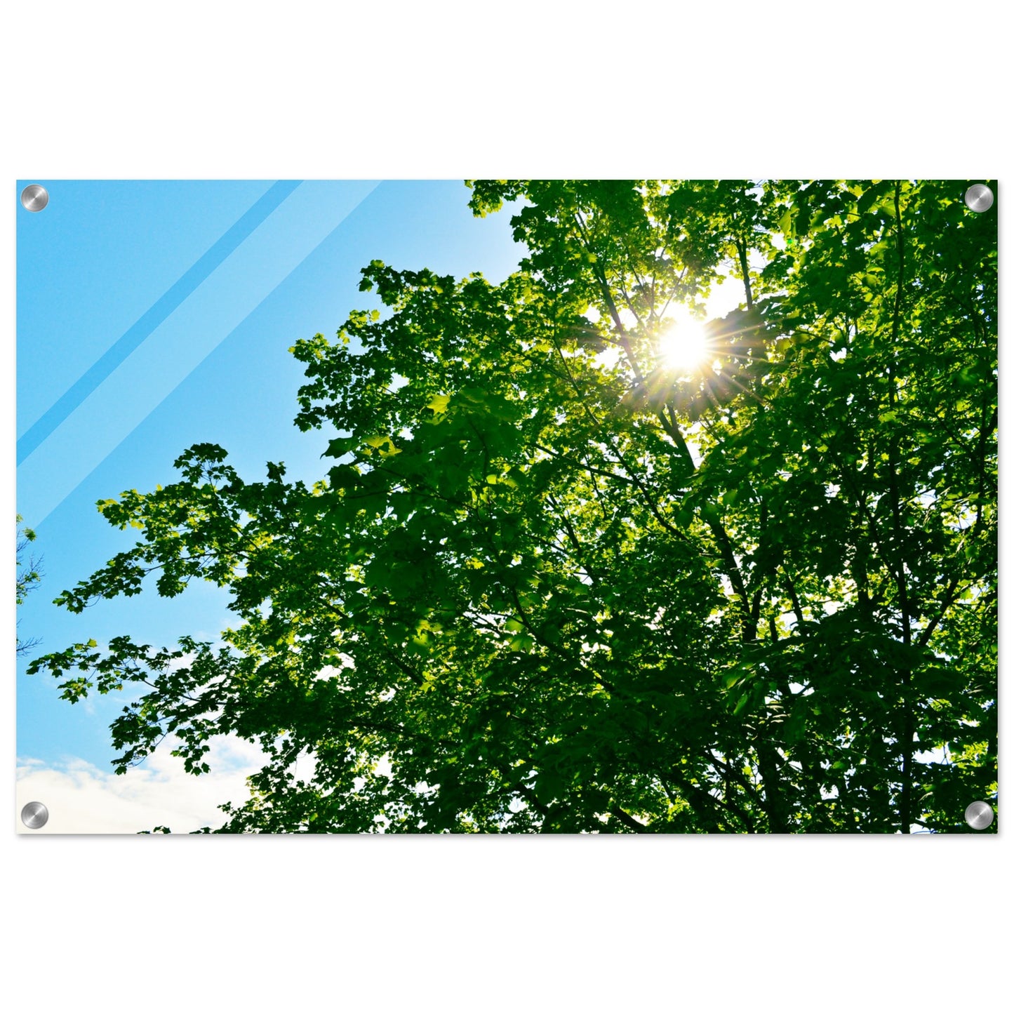 Sun-rays Through The Leaves - Acrylic Print