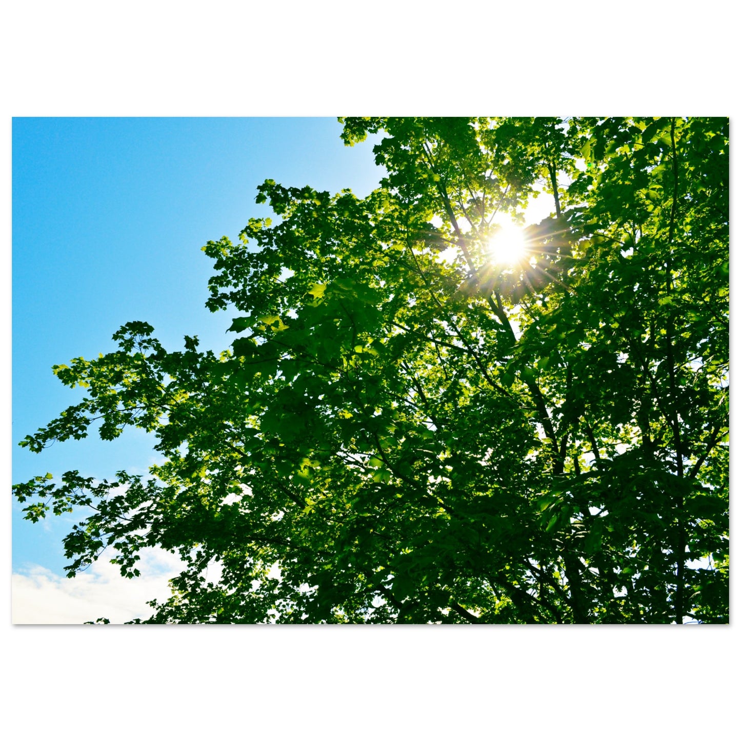 Sun-rays Through The Leaves - Premium Matte Paper Poster