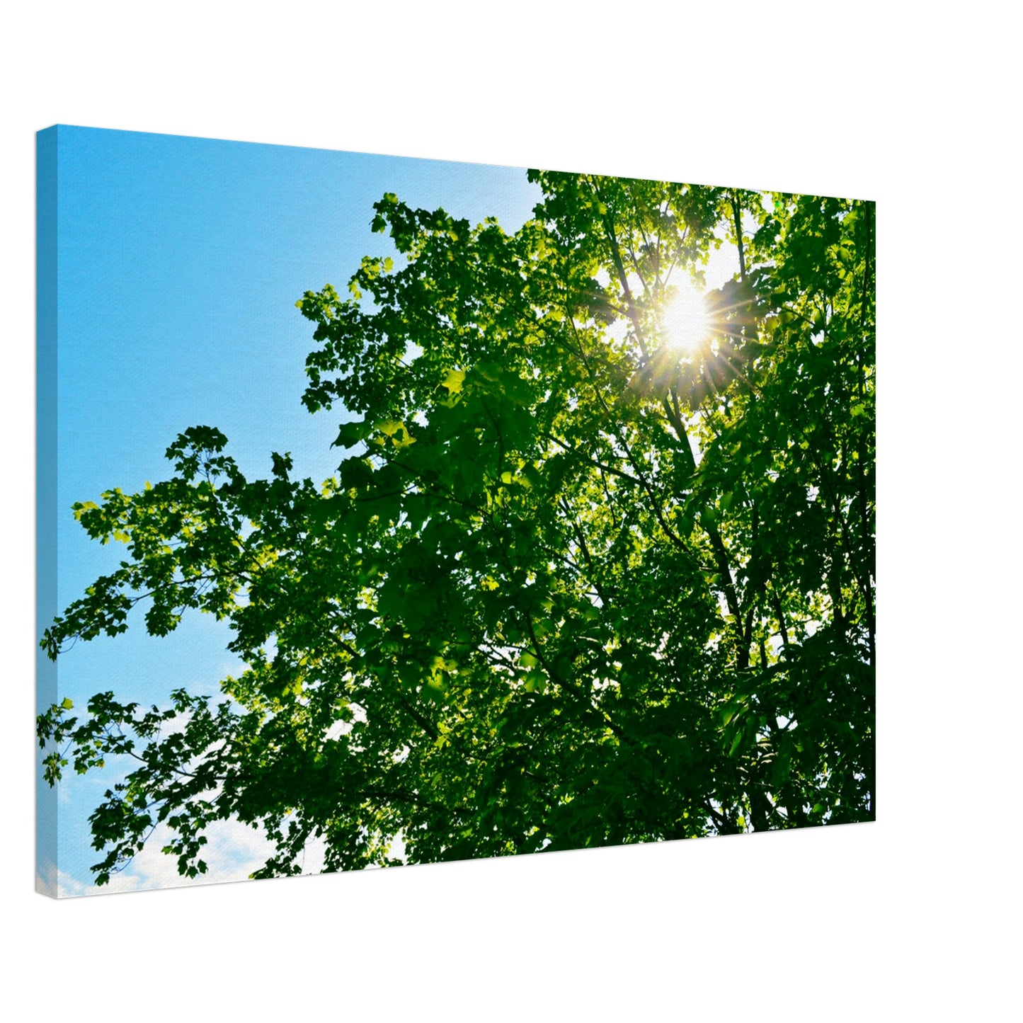 Sun-rays Through The Leaves - Canvas