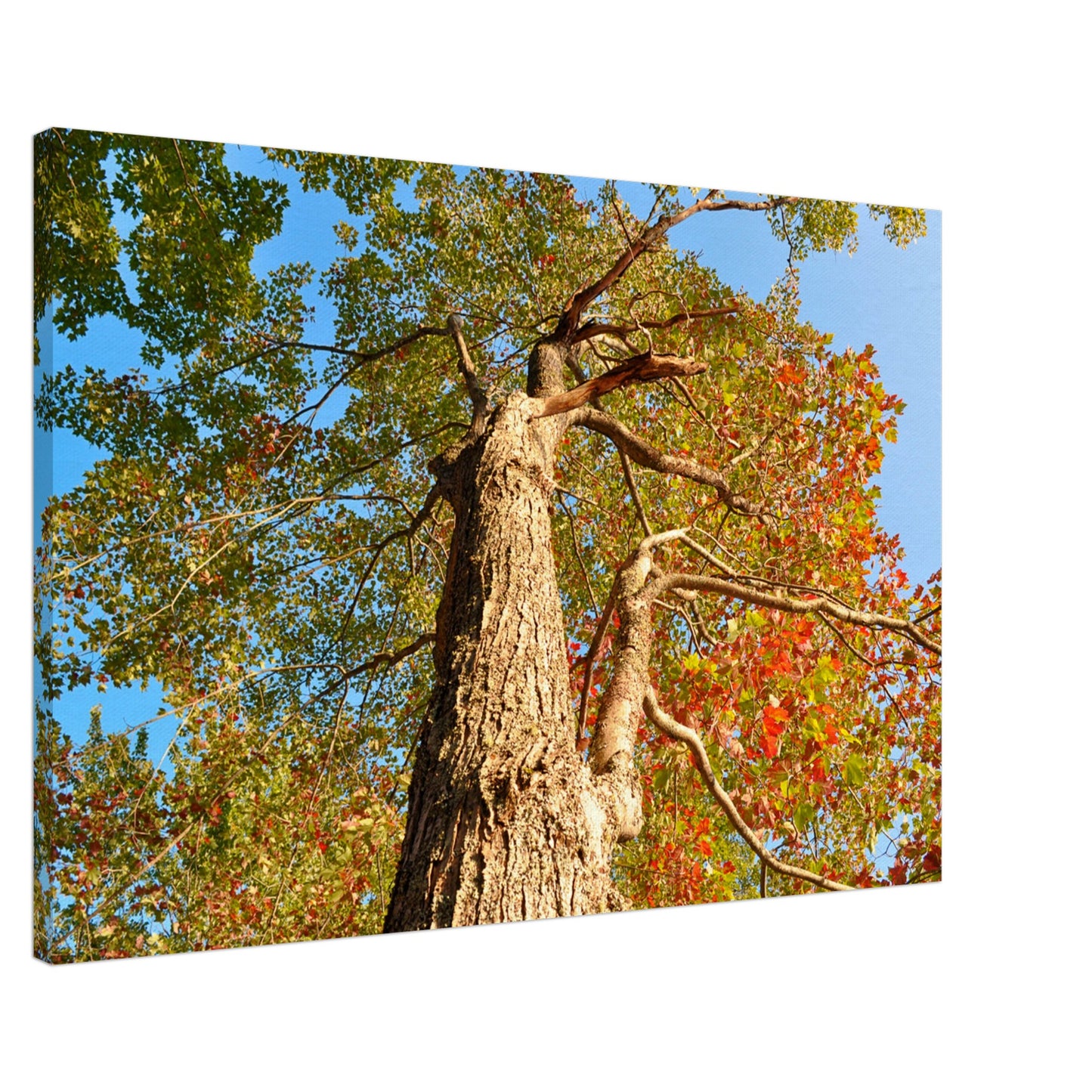 Autumn Leaves - Canvas