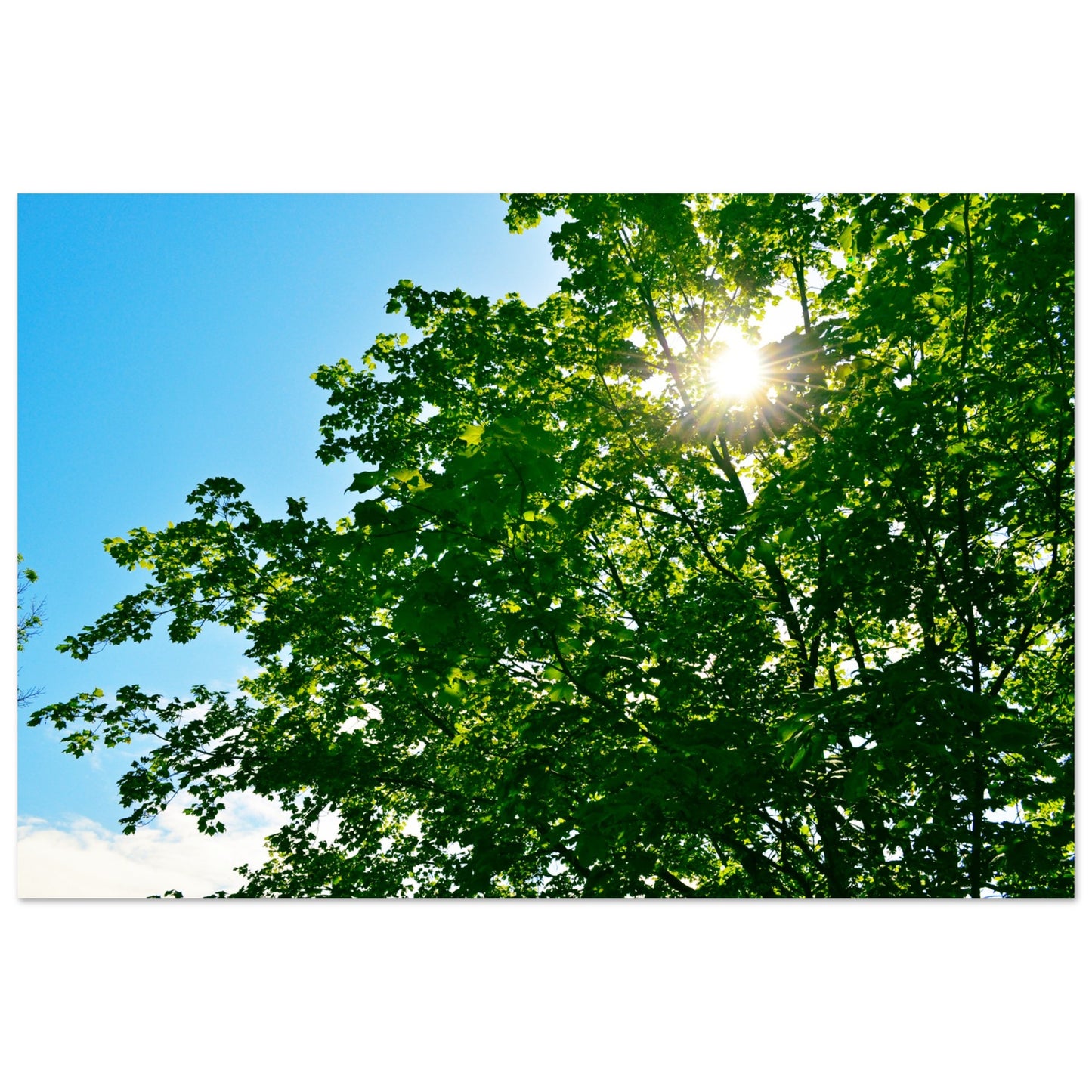 Sun-rays Through The Leaves - Premium Matte Paper Poster