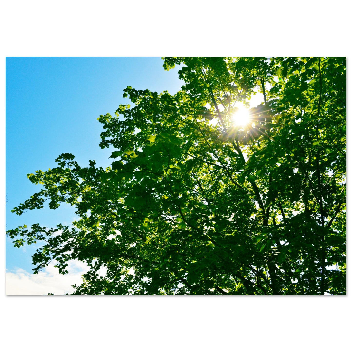 Sun-rays Through The Leaves - Premium Matte Paper Poster