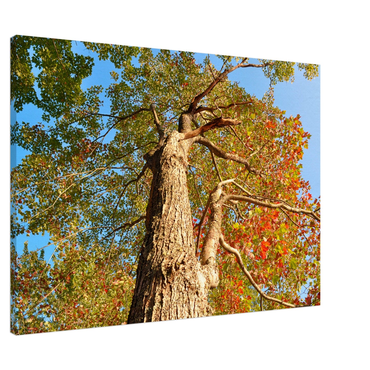 Autumn Leaves - Canvas