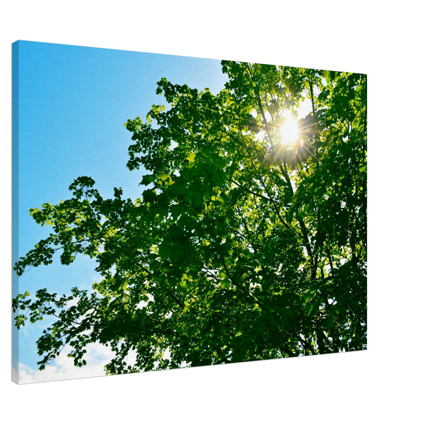 Sun-rays Through The Leaves - Canvas